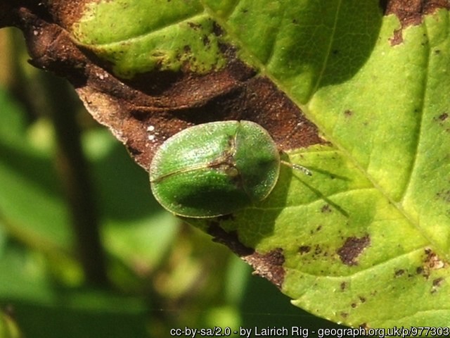 Green tortoise beetle